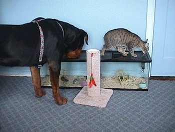 The back right side of a black with brown Rottweiler dog that is sniffing the top of a aquarium in front of a blue wall inside of a house. There is a cat standing on top of the aquarium and a cat scratching post in front of the aquarium