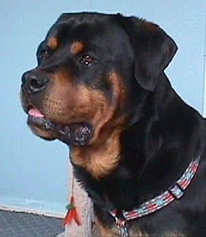 Close up side view head shot - A large headed black with brown Rottweiler dog is sitting on a carpet and it is looking to the left. Its mouth is open and its tongue is slightly out.