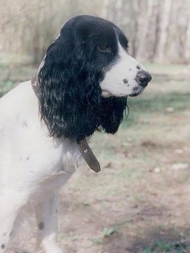 Russian Spaniel Information and Pictures, Russian Spani
