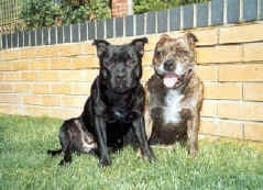 Two thick, muscular, wide-chested, Staffordshire Bull Terriers are sitting in grass and they are looking forward.