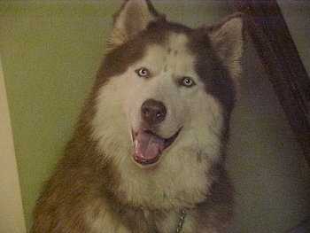 Close up head shot of a fluffy brown and white Siberian Husky is sitting on a rug, it is looking up, its mouth is open and it looks like it is smiling.