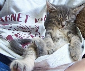 Snowflake the kitten sleeping on the lap of a person