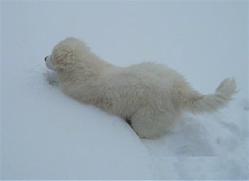 A Great Pyrenees puppy is running through deep snow