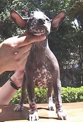 A black with pink and white dog with smooth skin, peach fuzz on her forehead and large perk ears standing on a table