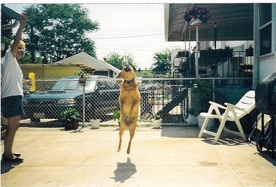 Xena the dog is jumping in a yard to get a bubble being blown by a person next to it. All four paws are off of the ground. They are in the back yard of a house