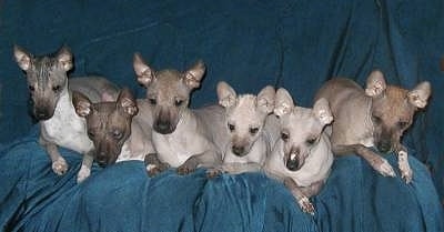 Photo courtesy of Camino Xoloitzcuintle