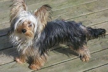 A butterfly fringe-eared, black with tan and white Yorkshire Terrier is standing on a hardwood deck with its head tilted to the right.