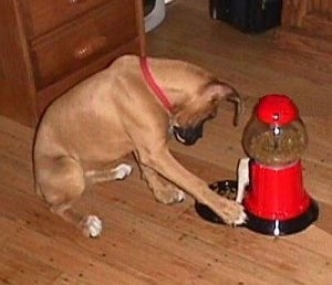 The right side of a brown puppy looking at treats that are in the bowl of a Yuppy Puppy treat machine that looks like a red gumball machine.