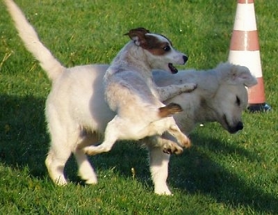 pics of dogs playing