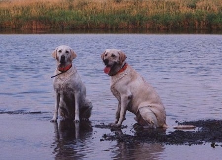Two Labrador Retrievers are sitting in water