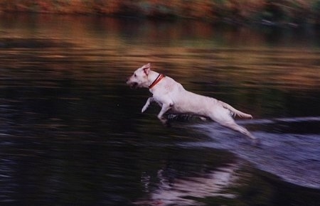 Clifford the Yellow Labrador Retriever is in mid-air jumping into a body of water