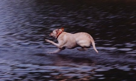 Clifford the Yellow Labrador Retriever is about to land in a body of water