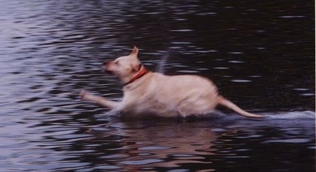 Clifford the Yellow Labrador Retriever is landing in a body of water