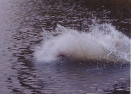 Clifford the Yellow Labrador Retriever is splashing into water