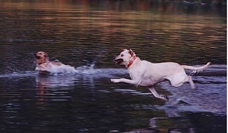 Clifford the Yellow Labrador Retriever is in mid-air jumping into a body of water and another dog is already swimming in water