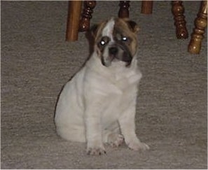 A white with tan and black Ori Pei puppy is sitting on a tan carpet and looking forward with wooden tables and chairs behind it.