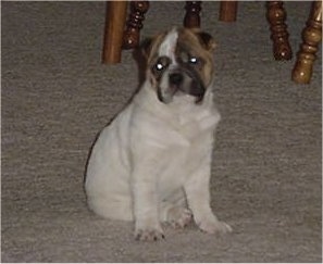 Front side view - A white with tan and black Ori Pei is sitting on a tan carpet and looking forward. There are wooden table legs and chair legs behind it.