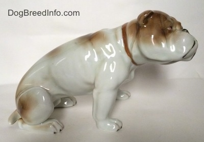 The right side of a white with brown Bulldog figurine in a sitting pose. The figurine is very glossy.