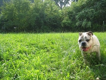 A white with brindle Bulldog is standing in a grass feild looking forward, its mouth is open and tongue is out. The dog has a round thick head and a wide chest.