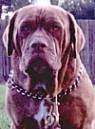 Close up - A brown with white Australian Bandog is standing in grass and it is looking forward. There is a wooden fence behind it.