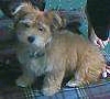 A tan with white Bichon Yorkie is sitting on a plaid surface and it is looking forward with its head tilted to the right.