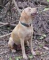 A tan Cajun Squirrel Dog is sitting in dirt and it is looking up and to the right. Its mouth is open.