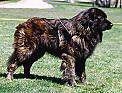 A brown Cao da Serra da Estrela that is standing in grass and there is a person looking to the right.