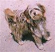 A wire-haired Catalan Sheepdog is standing on dirt and it is looking up.