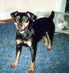 A black with tan German hunt Terrier is standing on a blue carpet and it is looking forward.