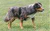 A black merle with tan Koolie is standing on grass and it is looking to the right.