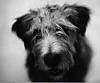 A black Glen of Imall Terrier is sitting on a carpet and looking up.