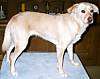 A tan with white Lurcher is standing on a blue towel and it is looking to the right.