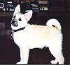 Close up - A white with a brushing of tan Norwegin Buhund is standing on a carpet and it is looking up and to the left.