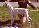 Left Profile - A white with tan Porcelaine is being posde by a person standing behind it. It is standing on grass and it is looking to the left.