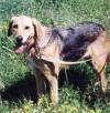 Close up - A tan with black Russian Hound is standing on grass and its mouth is open and tongue is out. It is looking forward.