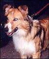 Close up - A tna with black and white Scotch Collie is standing on a carpet and it is looking to the left. Its mouth is open and tongue is out.