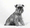 A black and white photo of a Brussels Griffon that is sitting on a white backdrop and it is looking forward.