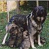 A black with grey Krasky Ovcar is standing outside and under her is a litter of puppies.