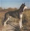 Right Profile - A black with white Alaskan Husky is standing on a rock and it is surronded by grass. It is looking to the rock.