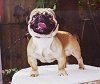 Close up - A tan with black American Bullnese is standing on a table and it is looking forward. Its mouth is open and tongue is out.