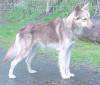 A grey with white American Kenny Omegandian Dog is standing on a blacktop surface and it is looking to the right.