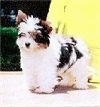 A white with black and tan Biewer is standing on a concrete surface outside. It is looking forward and to the left.