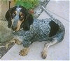 A black merle Basset bleu de Gascogne is sitting on a sidewalk and it is looking up.