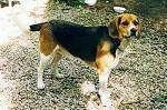 A black, tan and white Beagle Harrier is standing on gravel and it is looking forward.