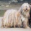 A tan with white and black corded Bergamasco Sheepdog is standing on a rock and it is looking forward.