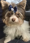 Front view of a white brown and tan dog with a long coat, a brown nose, dark eyes and perk ears inside of a car