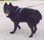 The side of a black Norwegian Elkhound that is standing on a concrete surface. It is looking forward. Its mouth is open and tongue is out.