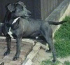 A black with white Blue Lacy is standing on a walkway and he is looking to the right.