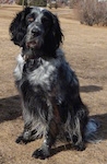 A black with white Blue Picardy Spaniel is sitting on brown grass and it is looking forward.