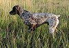 A brown and white Braque de Bourbonnais is point to the left in tail grass.